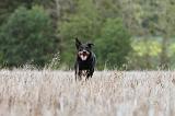 BEAUCERON 575